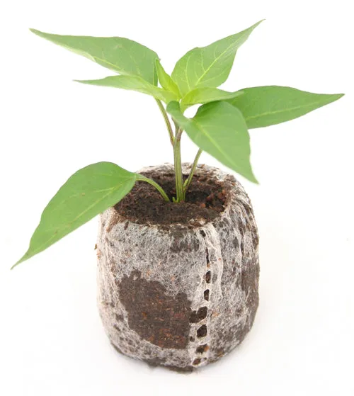 Set of 3 Red Biquinho Seedlings - PRE ORDER FOR 2025