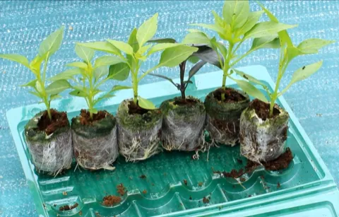 Set of 3 Red Biquinho Seedlings - PRE ORDER FOR 2025